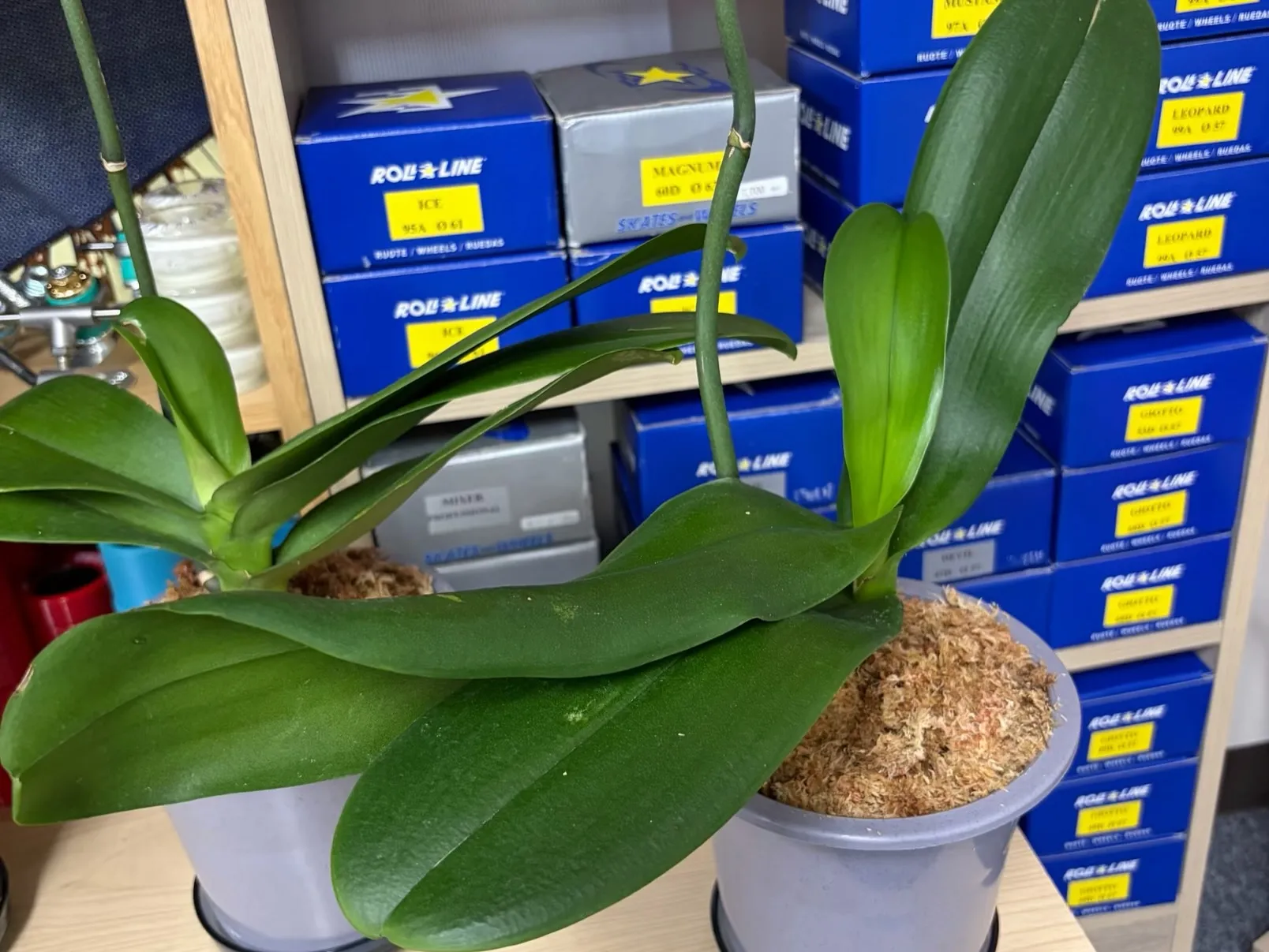こんにちは！ 最近は、ローラースケートよりも、観葉植物の生育...