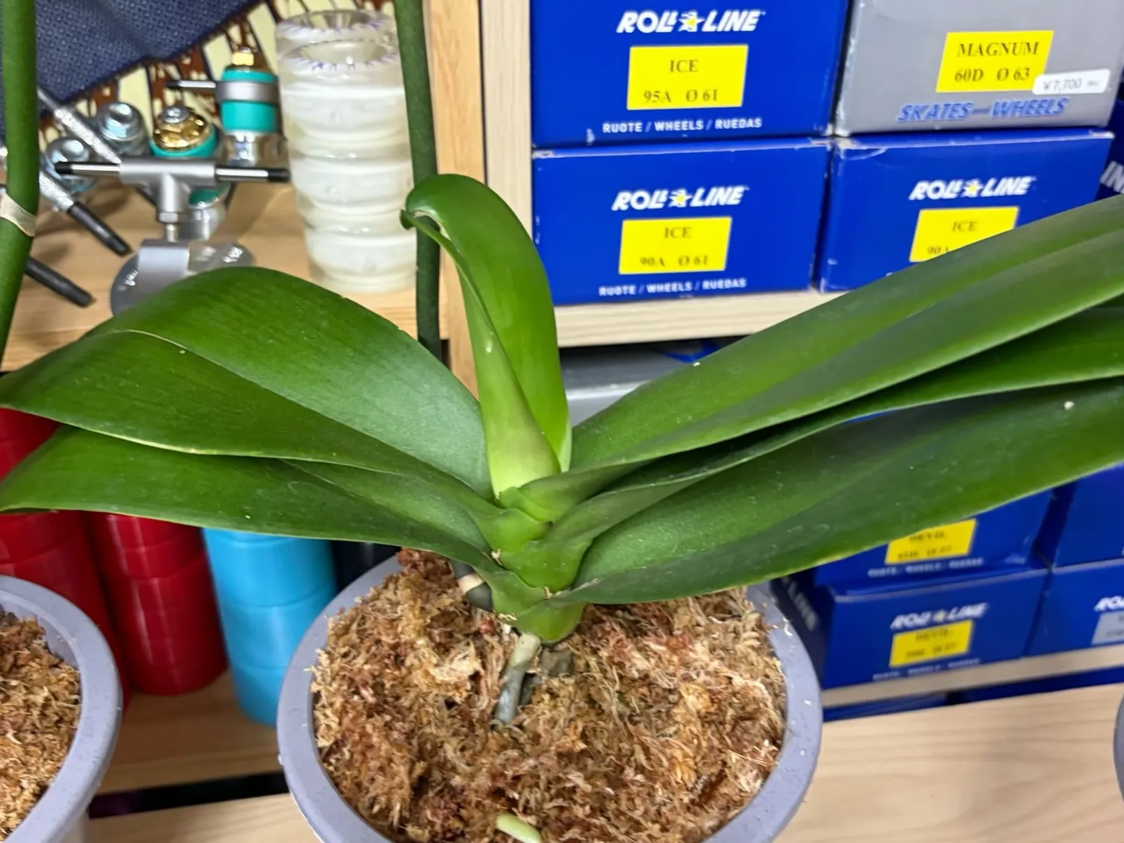 こんにちは！ 最近は、ローラースケートよりも、観葉植物の生育...
