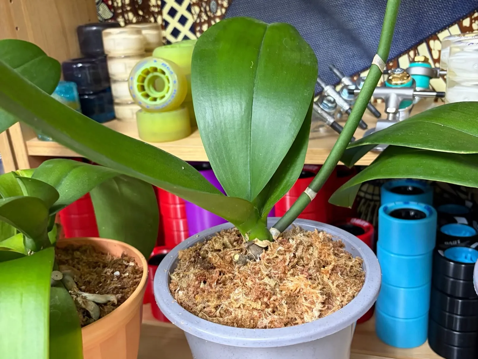 こんにちは！ 最近は、ローラースケートよりも、観葉植物の生育...