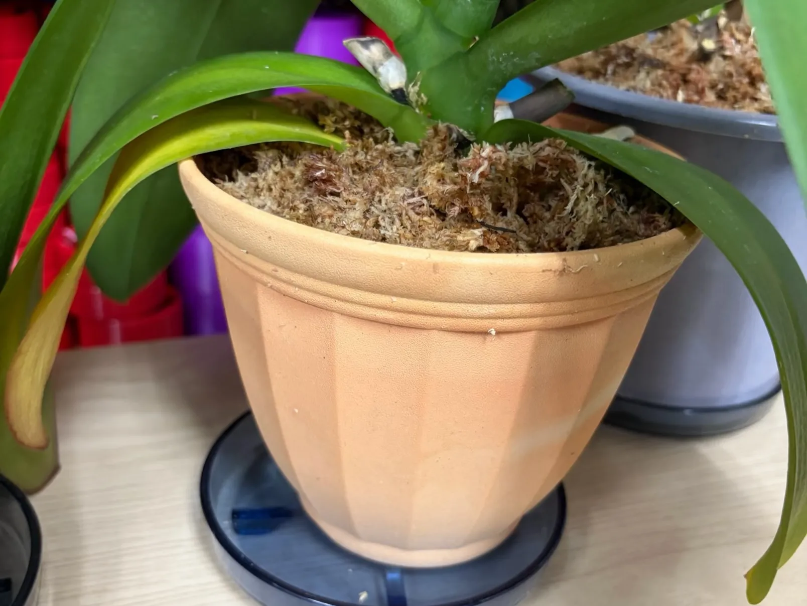こんにちは！ 最近は、ローラースケートよりも、観葉植物の生育...