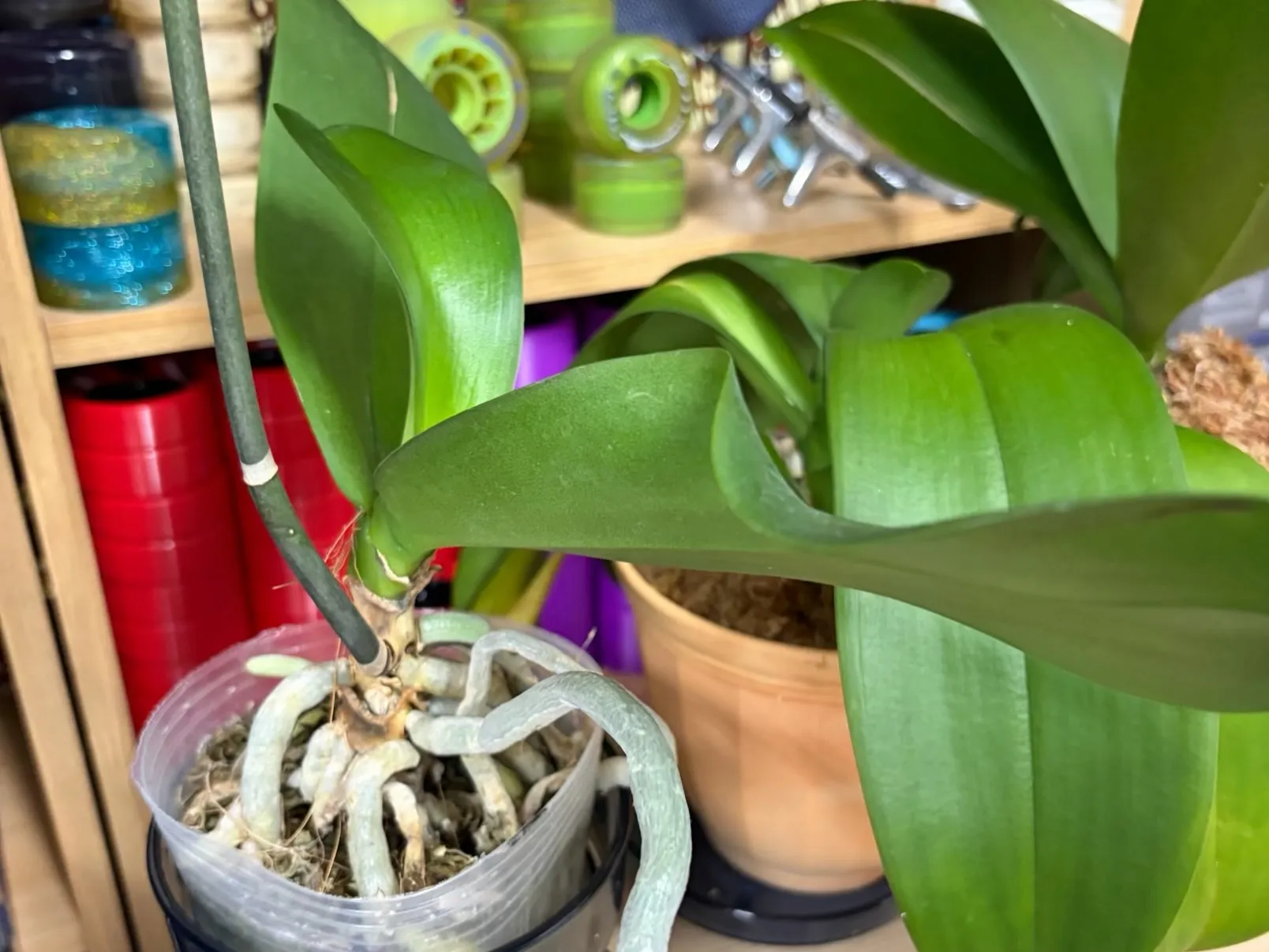 こんにちは！ 最近は、ローラースケートよりも、観葉植物の生育...