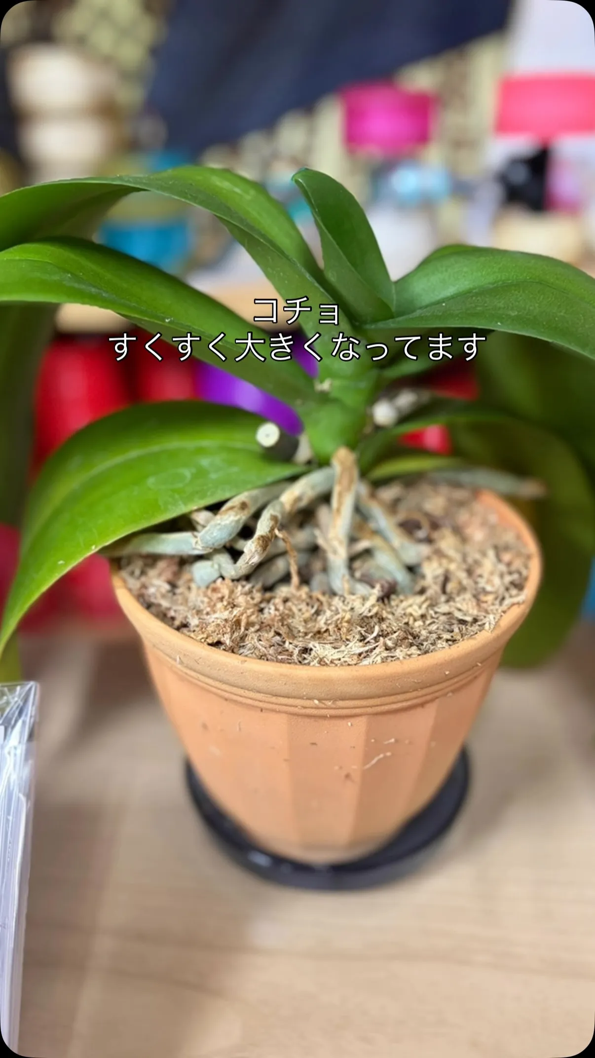 コチョ2  2026/08/22